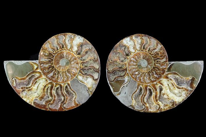 Cut & Polished Ammonite Fossil - Crystal Chambers #88222